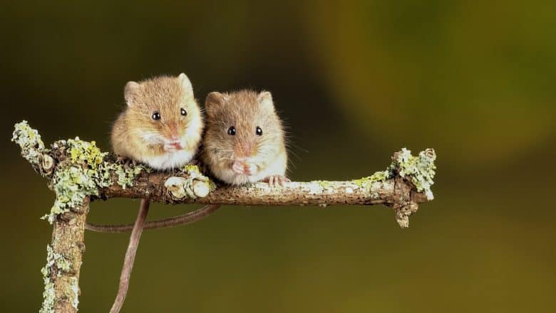 Stopp rotter og mus fra å komme inn i hytten – bruk musebørste