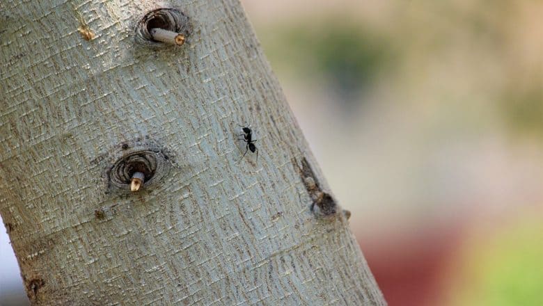 Hva er skyr maur?