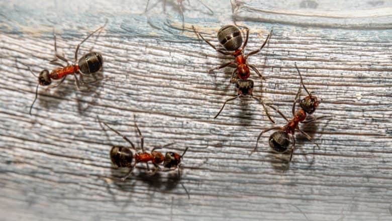 Hvordan bli kvitt maur med maurkverk