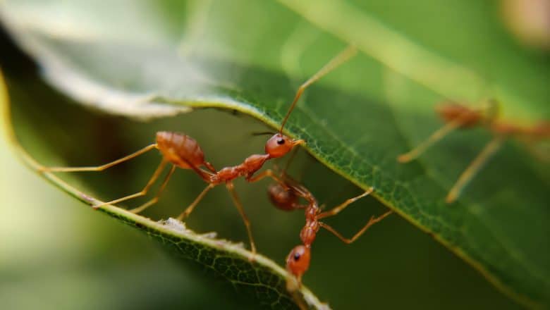 Maurmiddel for uteområder: Beskytt hagen og terrassen mot maur