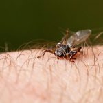 Blodsuger i høstskogen: Slik beskytter du deg mot hjortelusflueangrep
