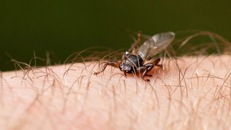 Blodsuger i høstskogen: Slik beskytter du deg mot hjortelusflueangrep